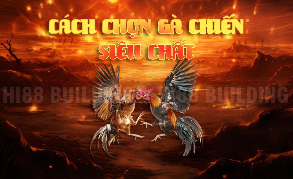 Phân tích kỹ thuật chọn gà và đá gà từ Minh Vũ Hi88 1 Cao thủ Minh Vũ Hi88 chia sẻ cách chọn gà chiến siêu chất chơi