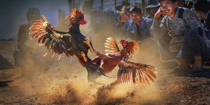 Minh Vũ Hi88 Chia Sẻ Cách Chơi Đá Gà Mỹ Thắng Lớn 1 Cách chơi đá gà Mỹ thắng lớn tại Hi88
